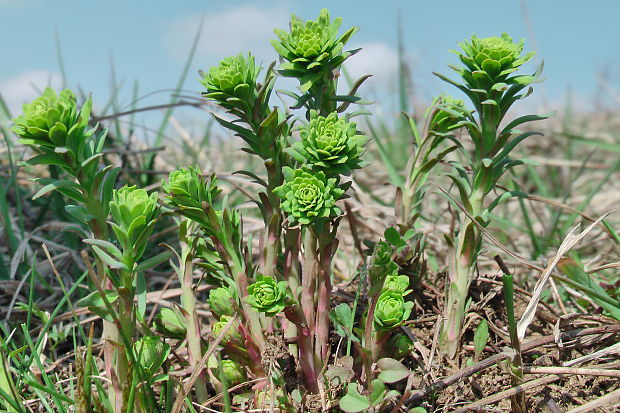 mliečnik chvojkový Tithymalus cyparissias (L.) Scop.