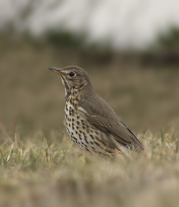 drozd plavý Turdus philomelos