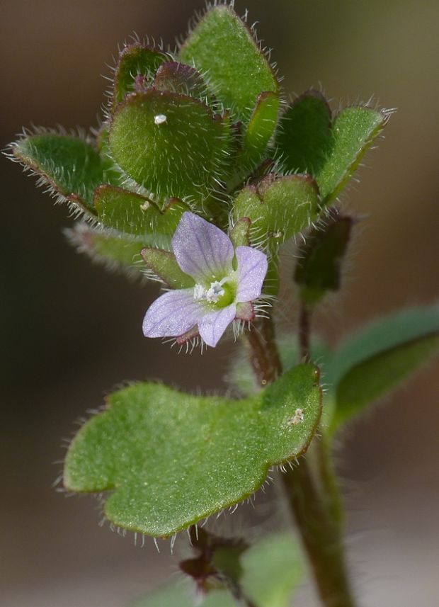 veronika  Veronica sp.