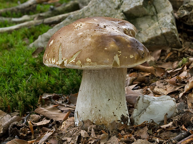 hríb smrekový Boletus edulis Bull.