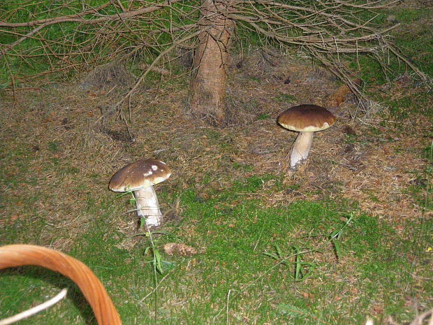 hríb smrekový Boletus edulis Bull.