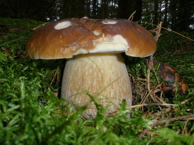 hríb smrekový Boletus edulis Bull.