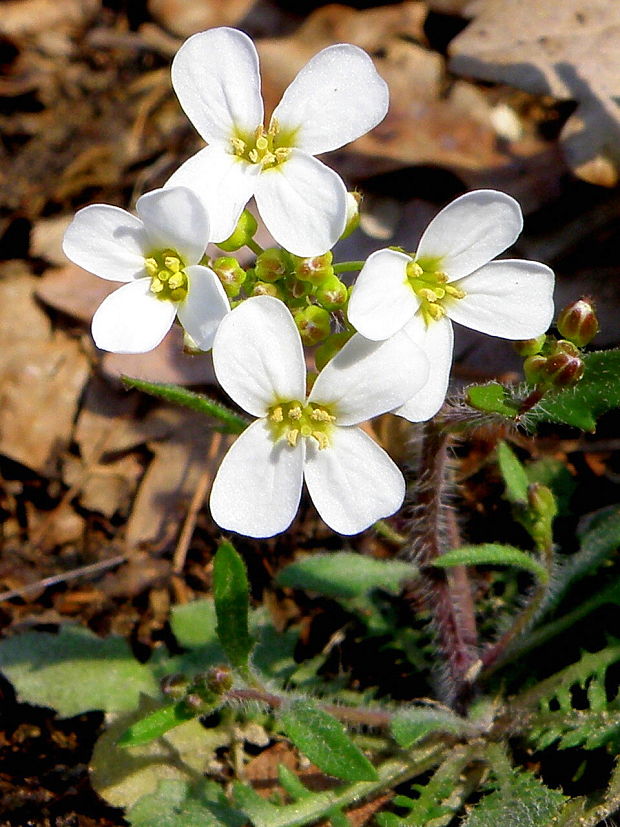 žerušničník piesočný Cardaminopsis arenosa (L.) Hayek