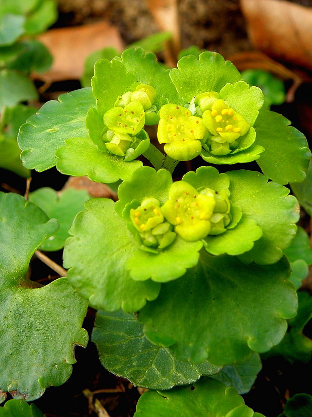 slezinovka striedavolistá Chrysosplenium alternifolium L.