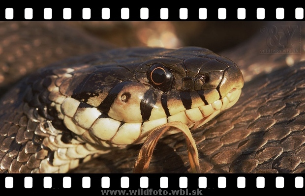 užovka obojková Natrix natrix