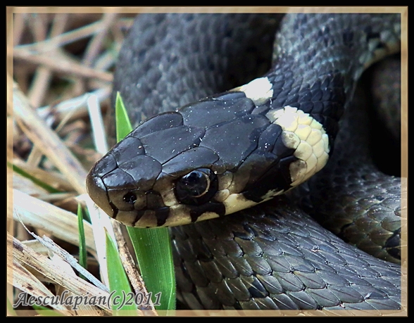 užovka obyčajná Natrix natrix