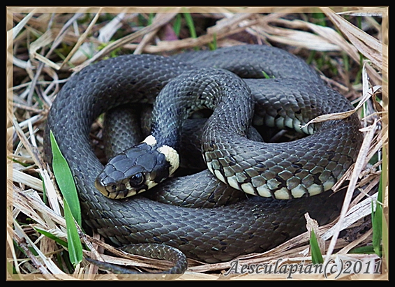 užovka obojková Natrix natrix