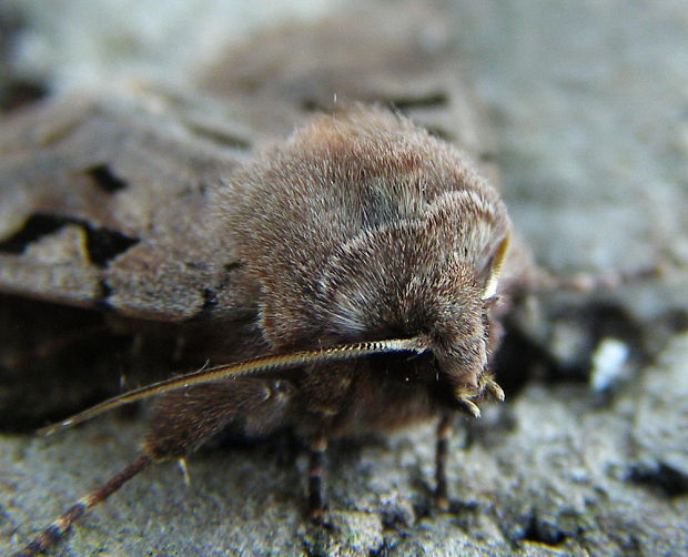 mora ovocná Orthosia gothica