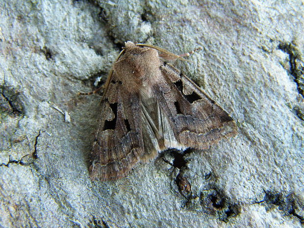 mora ovocná Orthosia gothica