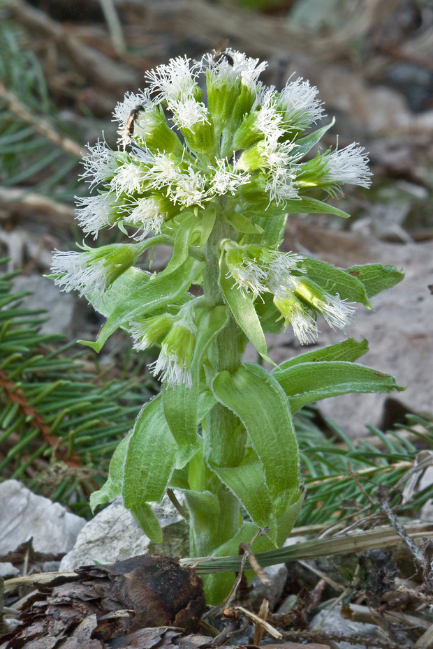 deväťsil biely Petasites albus (L.) P. Gaertn.