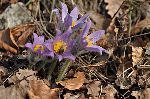 poniklec veľkokvetý Pulsatilla grandis Wender.