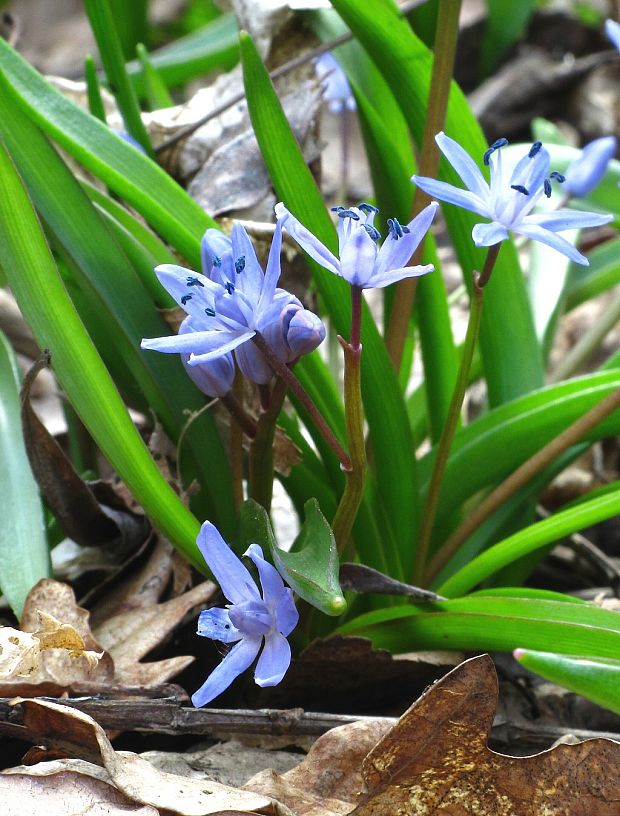 scila-ladoňka dvoulistá spétova  Scilla drunensis subsp. spetana