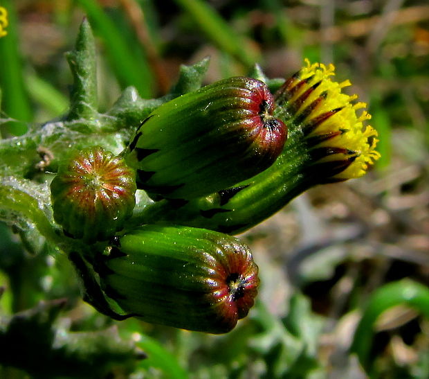 starček obyčajný Senecio vulgaris L.