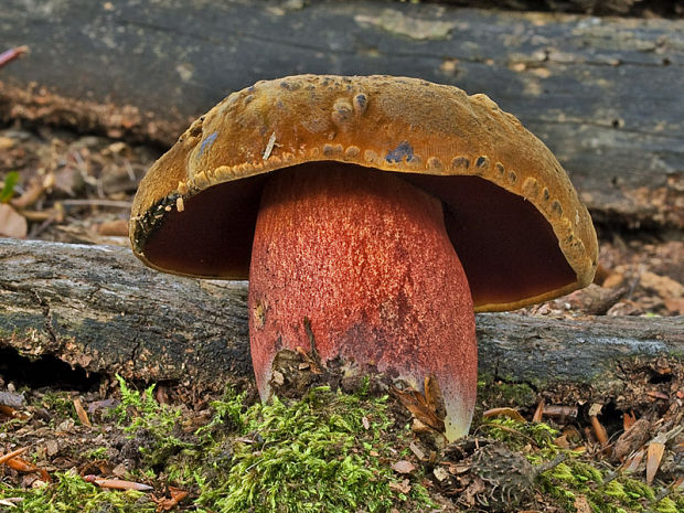 hríb zrnitohlúbikový Sutorius luridiformis (Rostk.) G. Wu & Zhu L. Yang