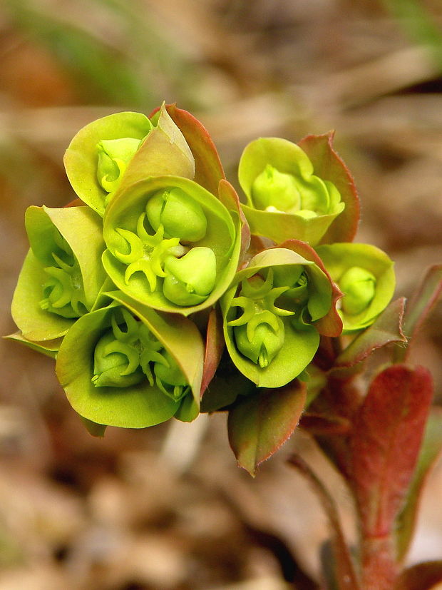 mliečnik mandľolistý Tithymalus amygdaloides (L.) Hill