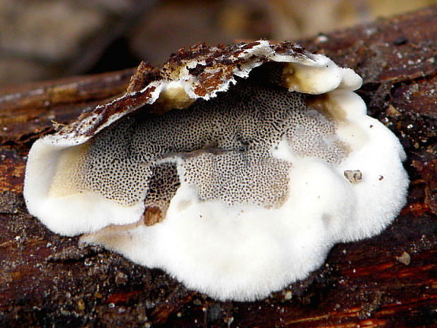 sivopórovka tmavá Bjerkandera adusta (Willd.) P. Karst.