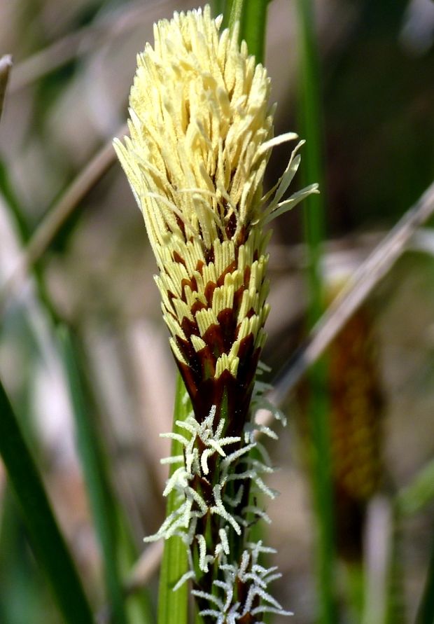 ostrica nízka Carex humilis Leyss.