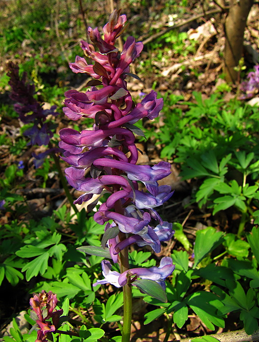 chochlačka dutá Corydalis cava (L.) Schweigg. et Körte