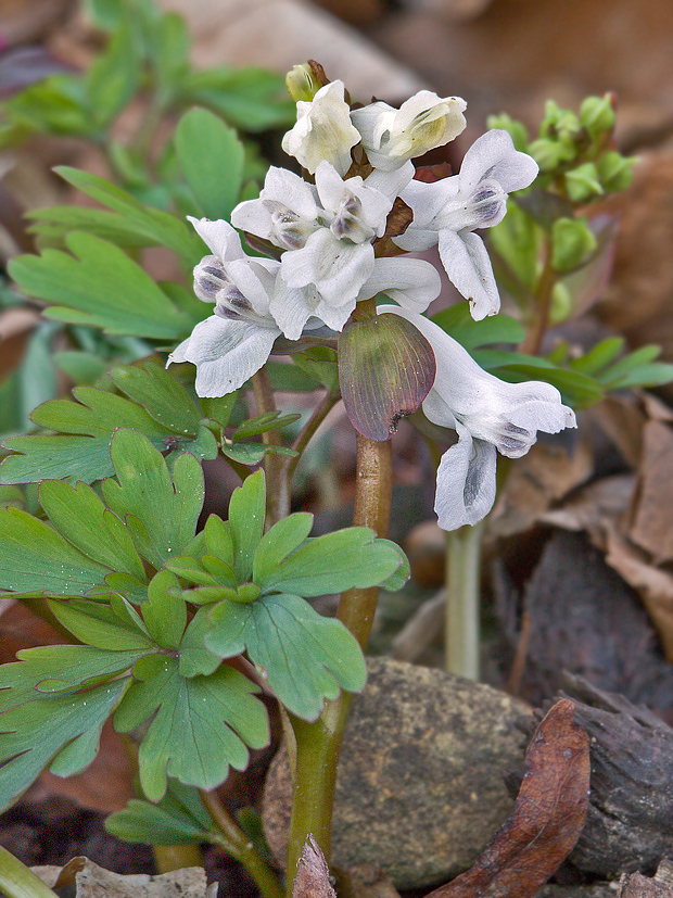 chochlačka dutá- biela Corydalis cava (L.) Schweigg. et Körte