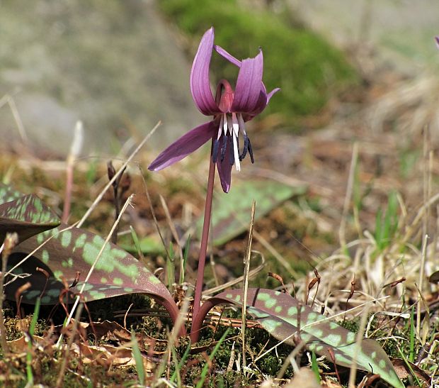 kandik psí-kandík psí zub Erythronium dens-canis L.