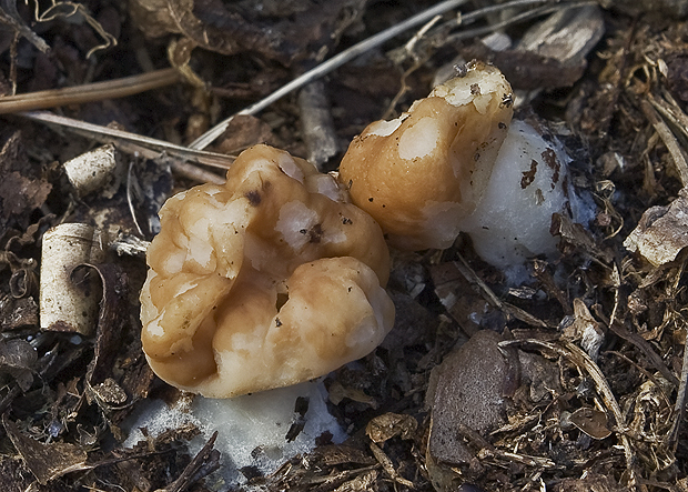 ušiak obrovský Gyromitra gigas (Krombh.) Cooke