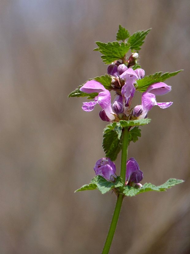 hluchavka škvrnitá Lamium maculatum L.