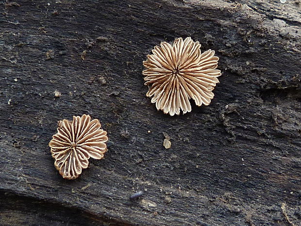 klanolupeňovka obyčajná Schizophyllum commune Fr.