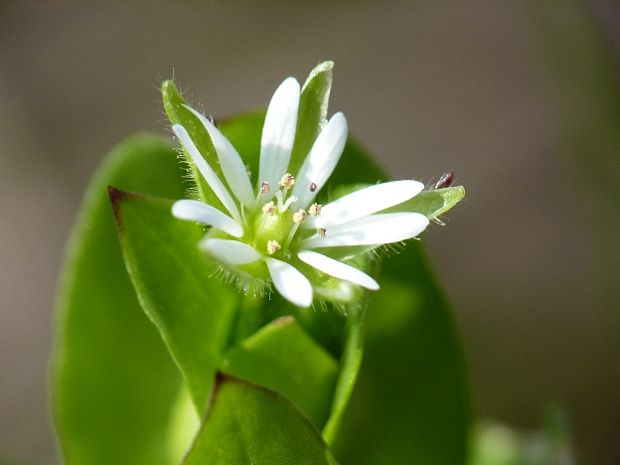 hviezdica prostredná Stellaria media (L.) Vill.