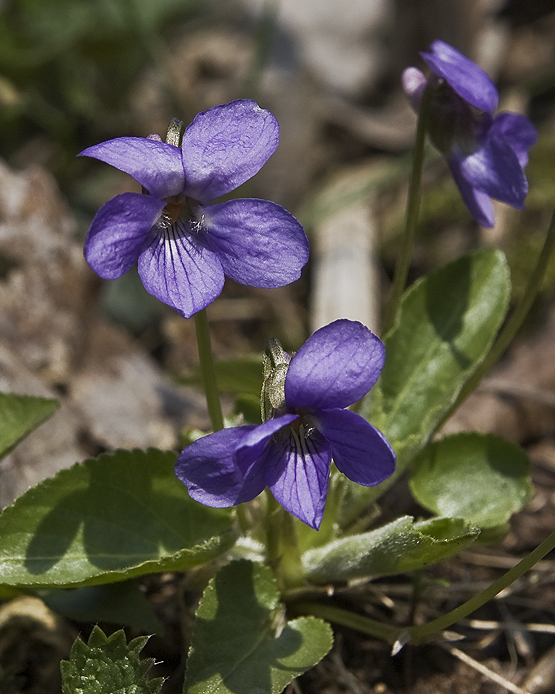 fialka voňavá Viola odorata L.