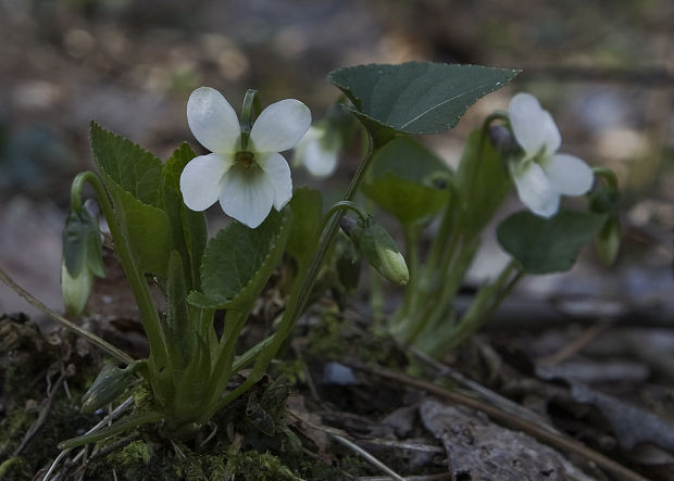 fialka voňavá-albín Viola odorata L.