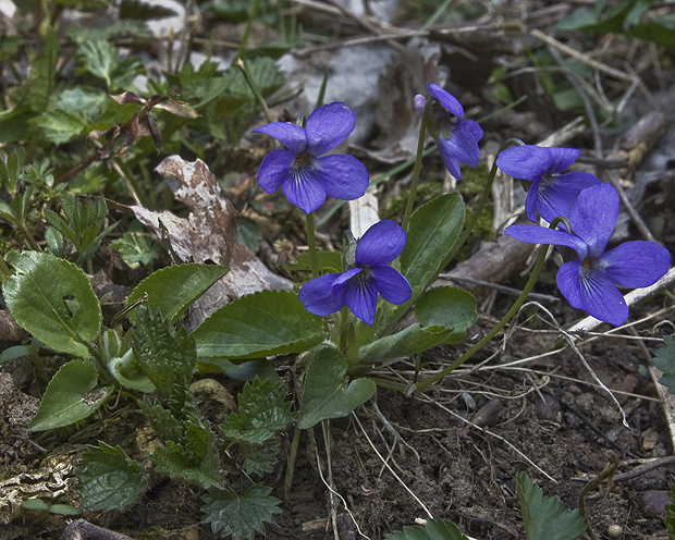 fialka voňavá Viola odorata L.