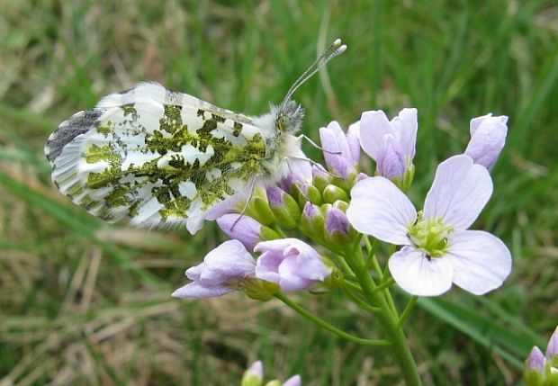 mlynárik žeruchový Anthocharis cardamines