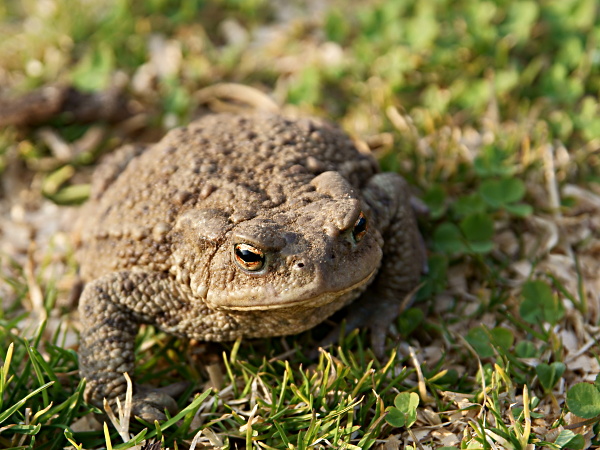 ropucha bradavičnatá  Bufo bufo