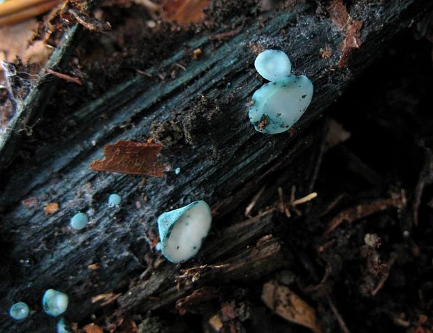 zelenica Chlorociboria sp.