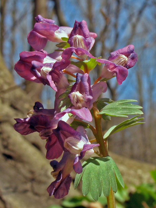 chochlačka plná Corydalis solida (L.) Clairv.