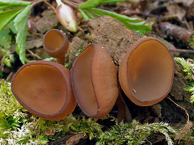 hľuznatka veternicová Dumontinia tuberosa (Bull.) L.M. Kohn