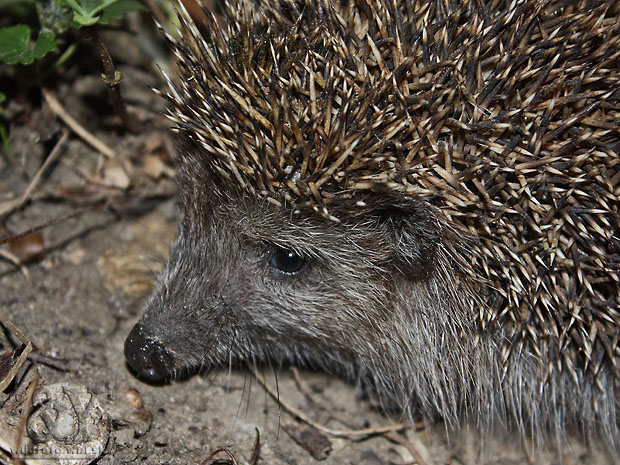 jež bledý Erinaceus concolor