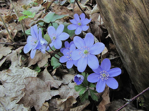 pečeňovník trojlaločný Hepatica nobilis Schreb.