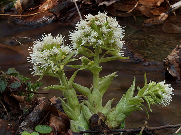 deväťsil biely Petasites albus (L.) P. Gaertn.