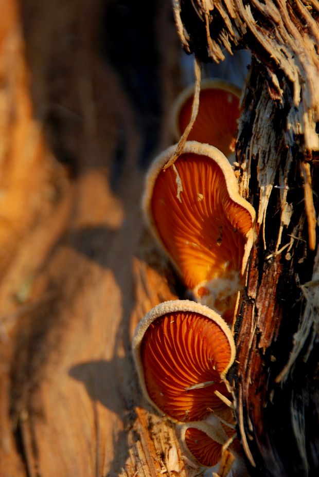 hlivník hniezdovitý Phyllotopsis nidulans (Pers.) Singer