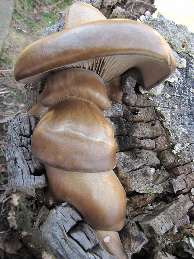 hliva ustricovitá Pleurotus ostreatus (Jacq.) P. Kumm.