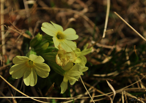 prvosienka bezbyľová Primula acaulis (L.) L.