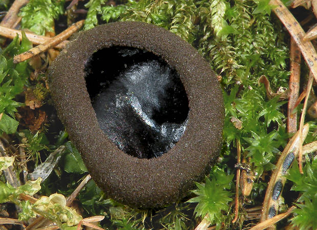 misôčka černastá Pseudoplectania nigrella (Pers.) Fuckel