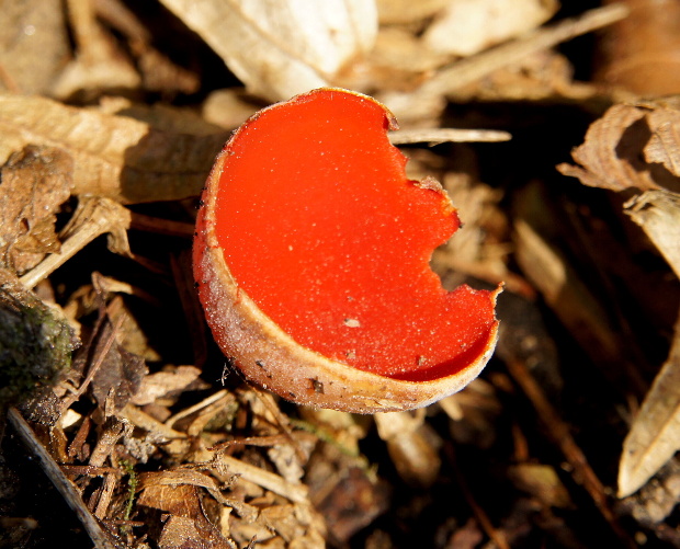 ohnivec šarlátový Sarcoscypha coccinea (Gray) Boud.