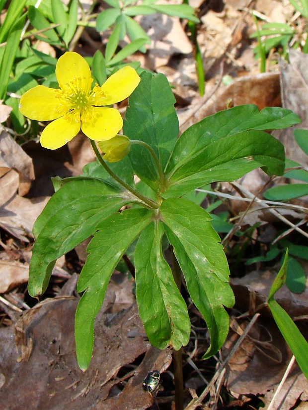 veternica iskerníkovitá Anemone ranunculoides L.