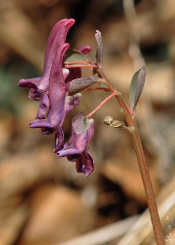 chochlačka dutá Corydalis cava (L.) Schweigg. et Körte