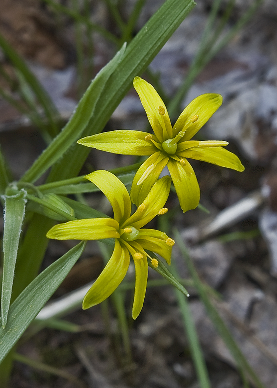 krivec Gagea sp.