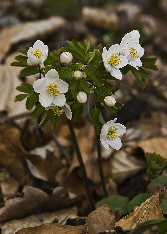 veterník žltuškovitý Isopyrum thalictroides L.