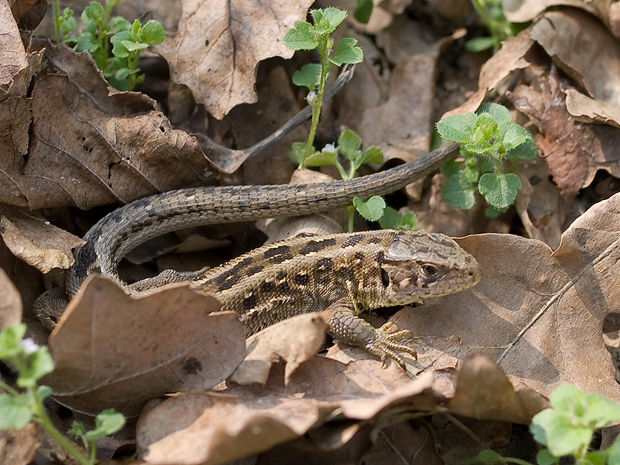 jašterica krátkohlavá Lacerta agilis