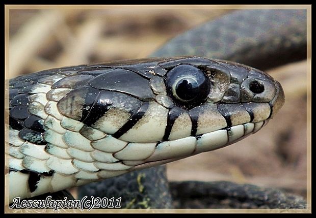 užovka obyčajná Natrix natrix